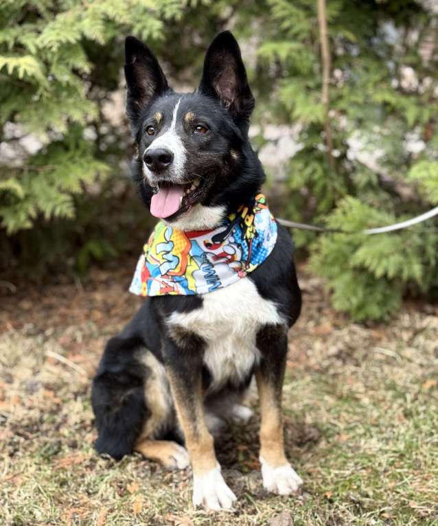 Собаки в Москве: Тимофей ищет дом Мальчик, Бесплатно - фото 9