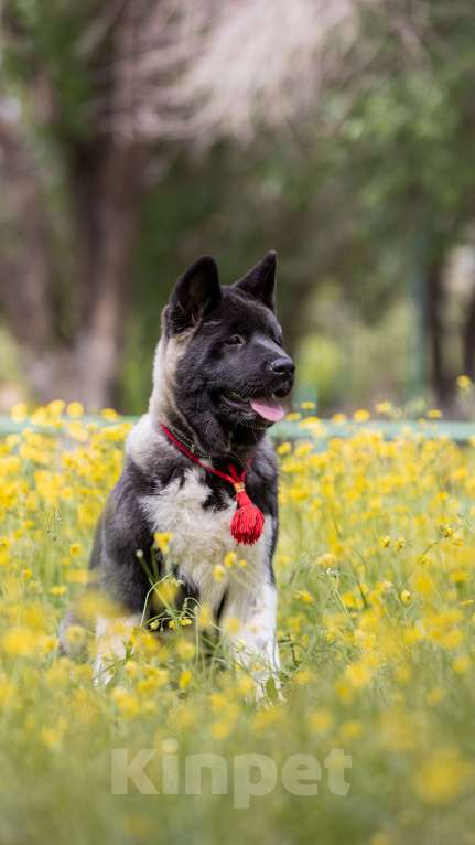 Собаки в Волгограде: Американская акита Девочка, 75 000 руб. - фото 5