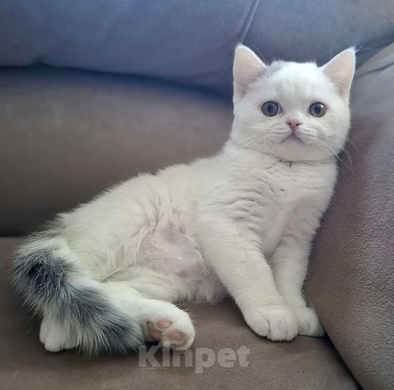 Кошки в Ярославле: Шотландский короткошерстный мальчик Мальчик, 30 000 руб. - фото 2