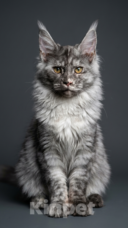 Кошки в Москве: Мистическая красавица мейн-кун: крупные лапы, кисточки и золотой характер! Девочка, 35 000 руб. - фото 1