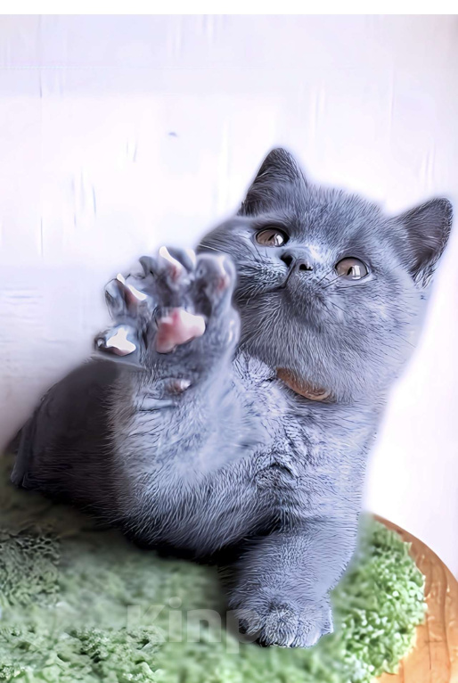 Кошки в Москве: Британский к/ш элитные котята  Девочка, Бесплатно - фото 6