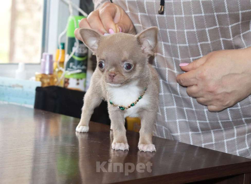 Собаки в Москве: 💜Лиловая кукольная чихуахуа Девочка, 100 000 руб. - фото 3