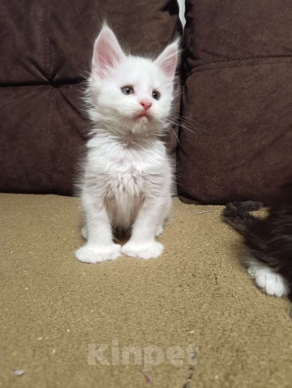 Кошки в Санкт-Петербурге: Мальчик полидакт Мальчик, 40 000 руб. - фото 2