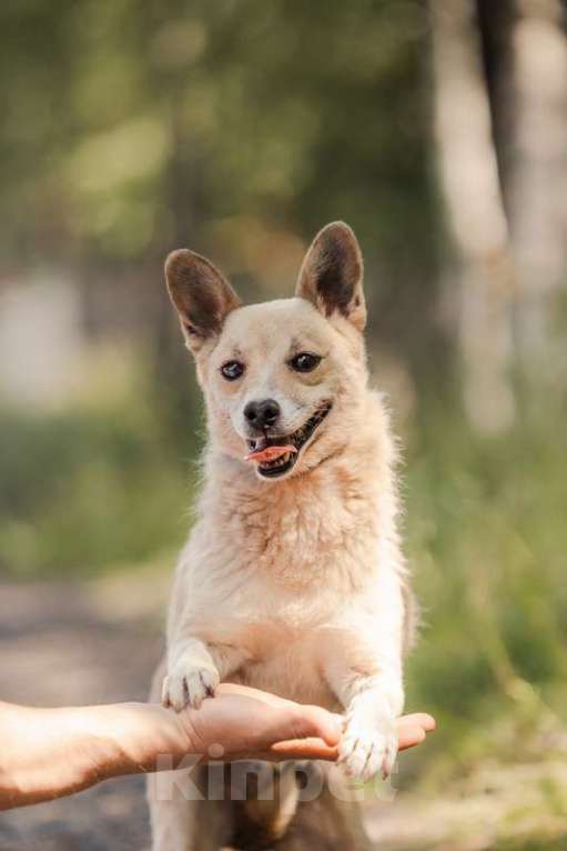 Собаки в Москве: Метис чихуахуа Руби в добрые руки Девочка, Бесплатно - фото 3