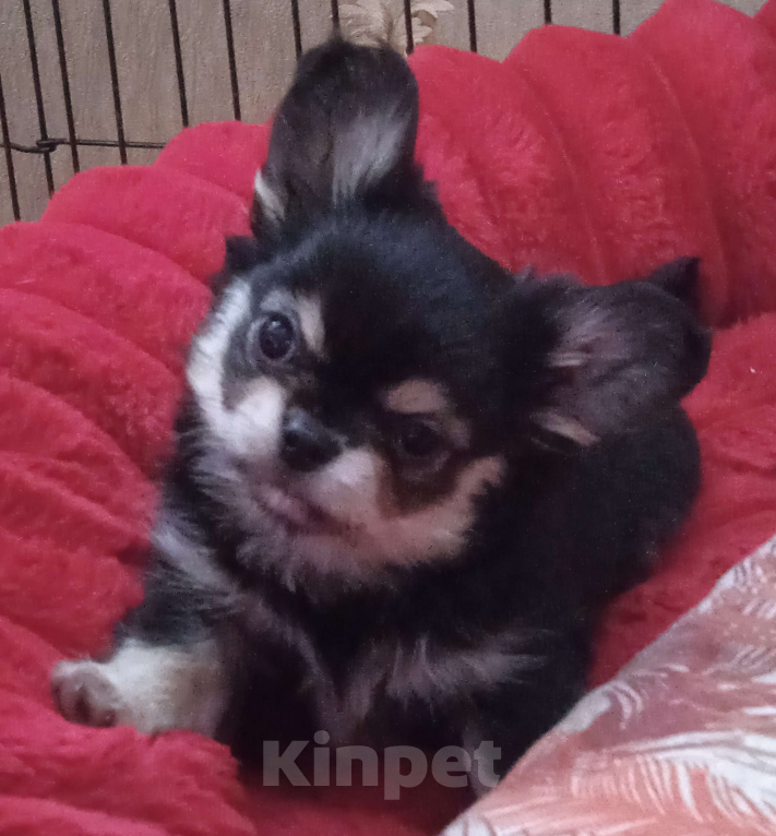 Собаки в Санкт-Петербурге: Щенок чихуахуа, длинношерстная девочка нарядного окраса Девочка, 60 000 руб. - фото 3