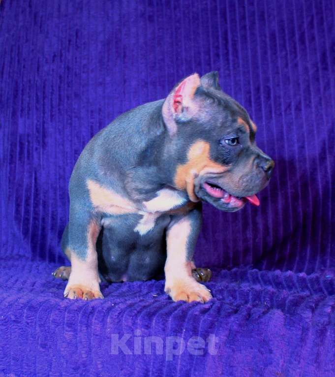 Собаки в Мурманске: Девочка - булли. Девочка, 90 000 руб. - фото 6