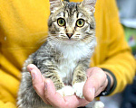 Кошки в Кувшиново: Котёнок с очаровательными глазками, Бесплатно - фото 4