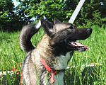Собаки в Чехове: Лайка метис редкого окраса, 2,5 года, девочка Девочка, 1 руб. - фото 7