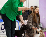Собаки в Чехове: Щенок стаффордширского бультерьера Мальчик, 90 000 руб. - фото 2