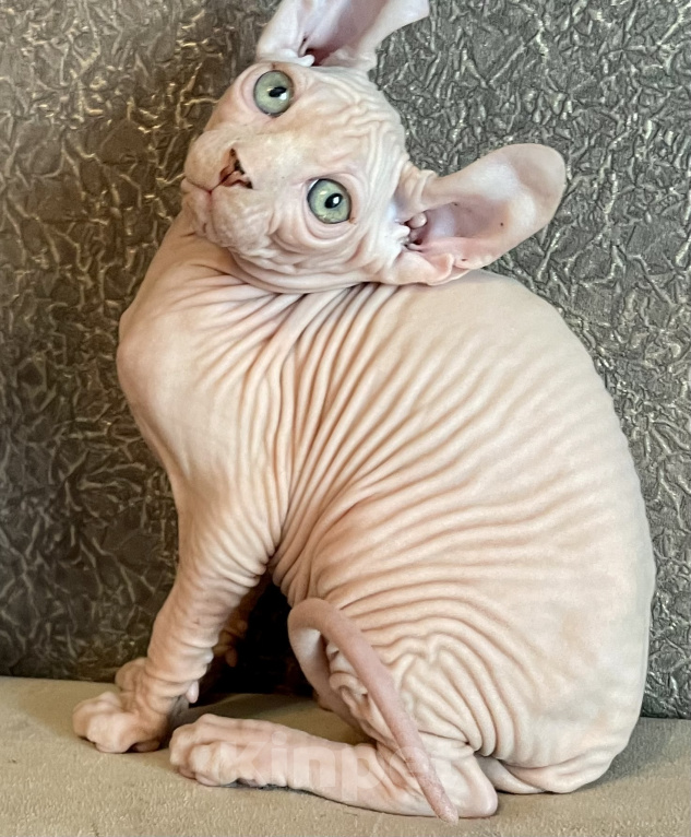 Кошки в Москве: Котики эльфята белые Мальчик, 25 000 руб. - фото 6
