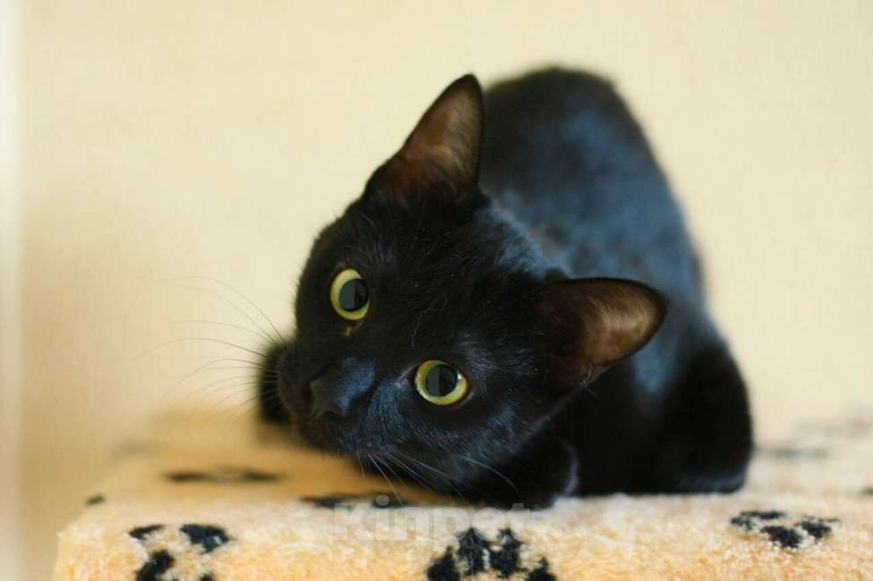 Кошки в Москве: Котенок-инвалид Багира, стройняшка в черной шубке в добрые руки Девочка, Бесплатно - фото 4