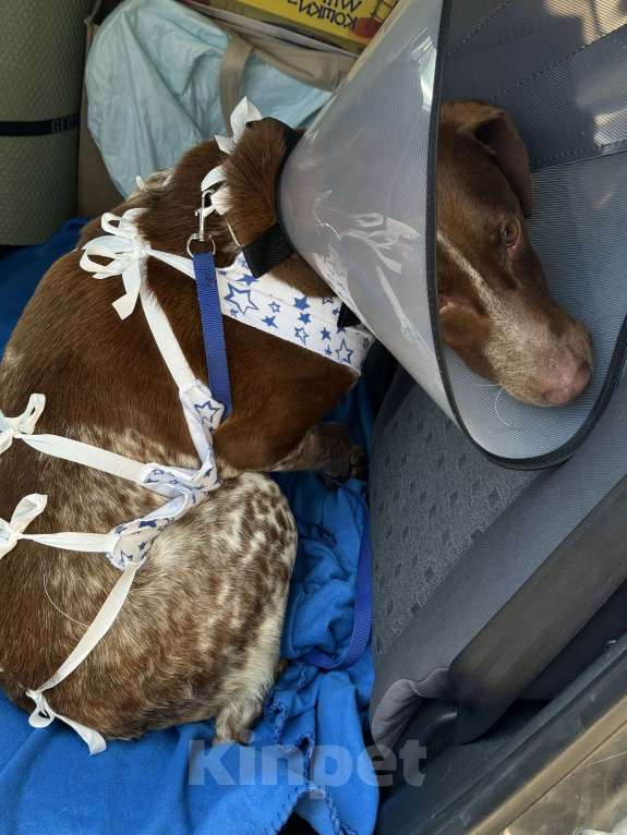 Собаки в Краснодаре: Найден пес, кобель курцхаара Мальчик, Бесплатно - фото 3