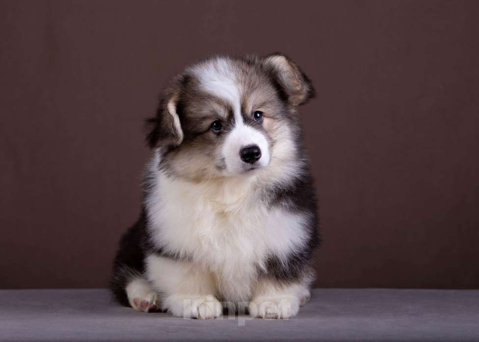 Собаки в Санкт-Петербурге: Флаффи триколорного окраса Мальчик, 50 000 руб. - фото 2