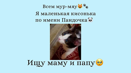 Объявление: Котёнок в добрые руки, Бесплатно, Саратов