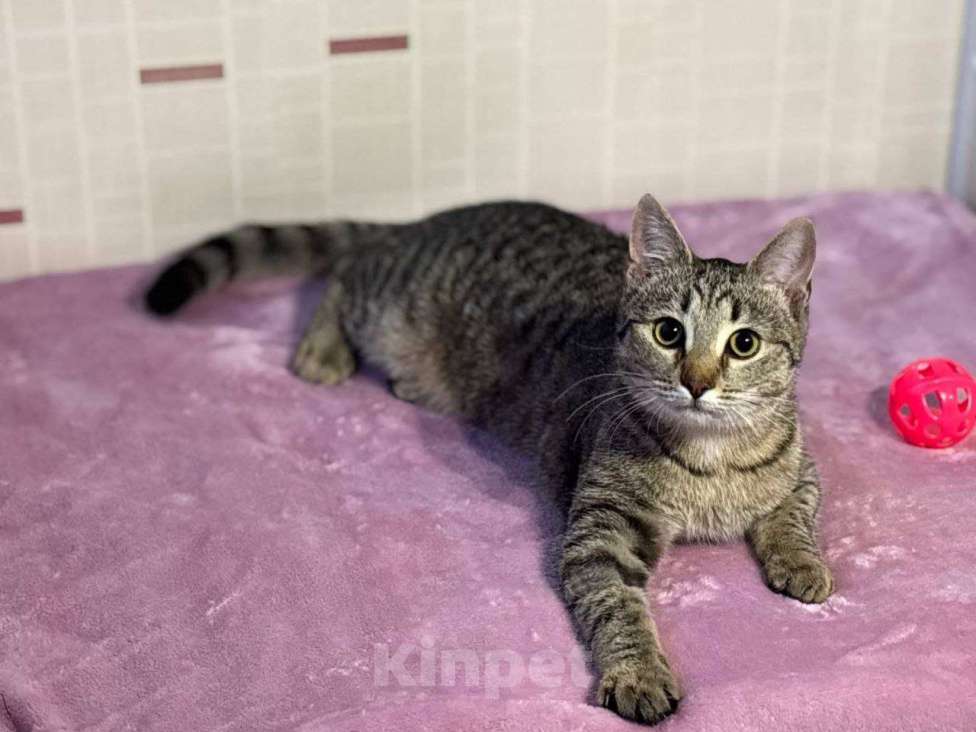 Кошки в Москве: котенлк Виталина ищет дом Девочка, Бесплатно - фото 9