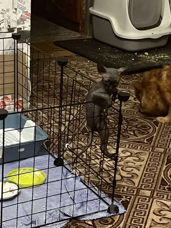 Кошки в Москве: Шикарный мальчик канадский сфинкс рожденный 16 апреля 2025 . Сам кушает, ходит в лоток.  Мальчик, 15 000 руб. - фото 2