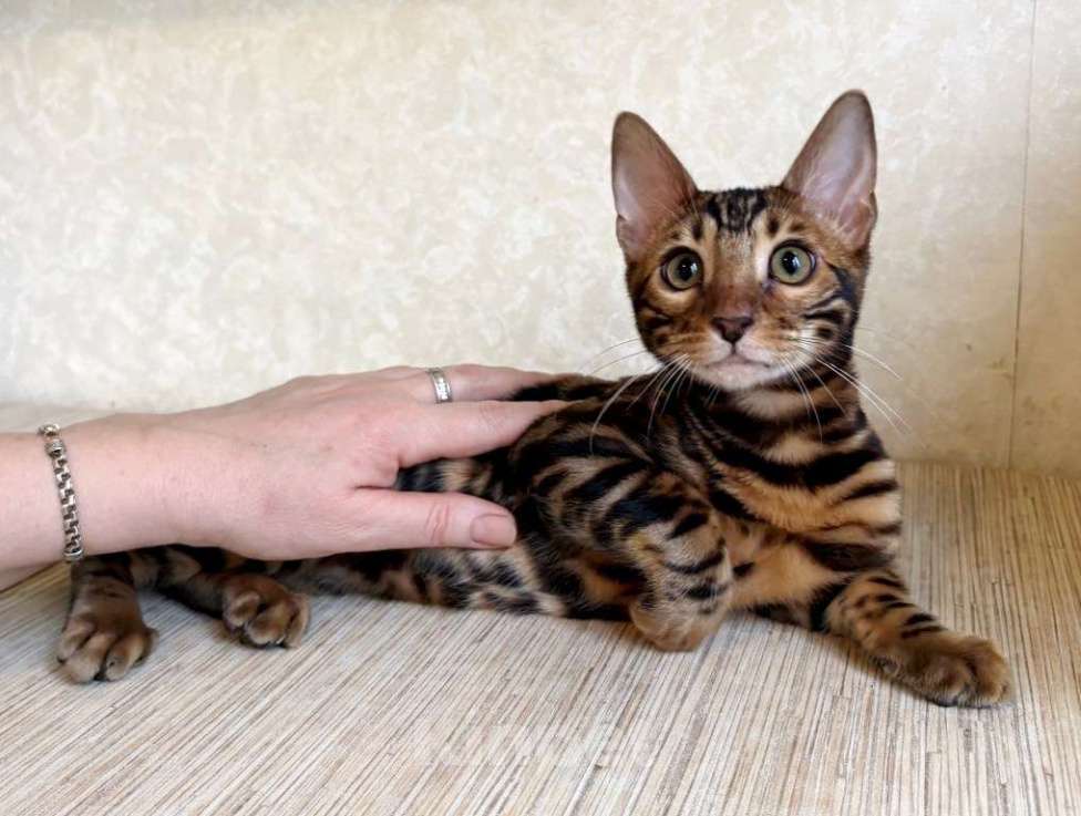 Кошки в Москве: Клубные бенгальские котята - мальчик Мальчик, 55 000 руб. - фото 3