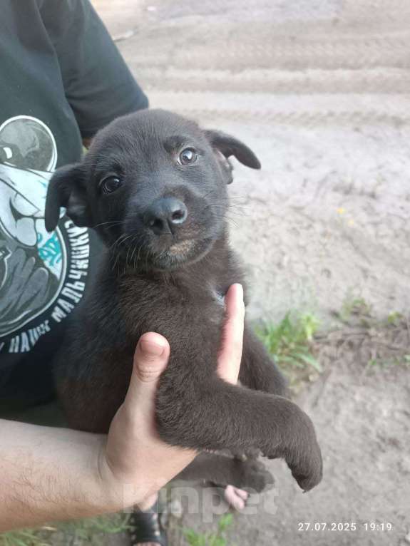 Собаки в Подольске: Щенок в добрые руки Мальчик, Бесплатно - фото 2