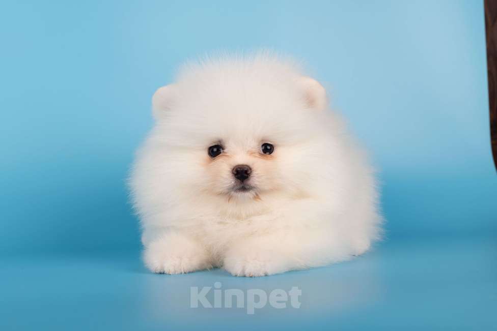 Собаки в Москве: Померанский той шпиц белого окраса Девочка, 45 000 руб. - фото 6