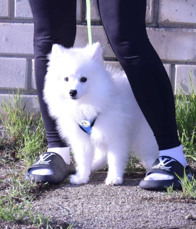 Собаки в Краснодаре: Белая Помски Девочка, 20 000 руб. - фото 6