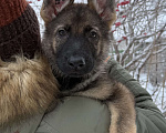 Собаки в Сургуте: Немецкая овчарка рабочего разведения Мальчик, Бесплатно - фото 4