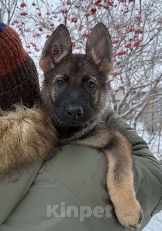 Собаки в Сургуте: Немецкая овчарка рабочего разведения Мальчик, Бесплатно - фото 4