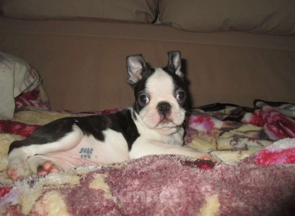 Собаки в Пскове: Мальчик бостон терьер Мальчик, 50 000 руб. - фото 7