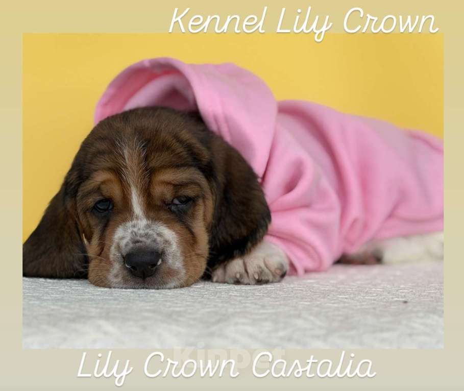 Собаки в Москве: бассет хаунд девочка Девочка, 80 руб. - фото 3