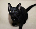 Кошки в Москве: Черный жемчуг - котёнок Финик ищет заботливых хозяев. В добрые руки Мальчик, Бесплатно - фото 5