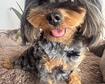 Собаки в Москве: Мальтипу мерле подрощенный мальчик  Мальчик, 100 000 руб. - фото 1