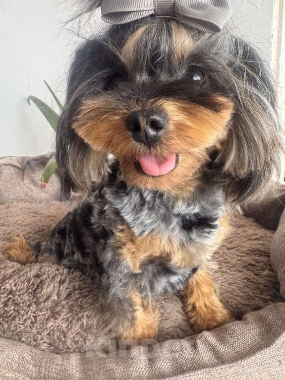 Собаки в Москве: Мальтипу мерле подрощенный мальчик  Мальчик, 100 000 руб. - фото 1