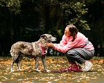 Собаки в Москве: Уникальная Верба в поисках дома Девочка, Бесплатно - фото 4