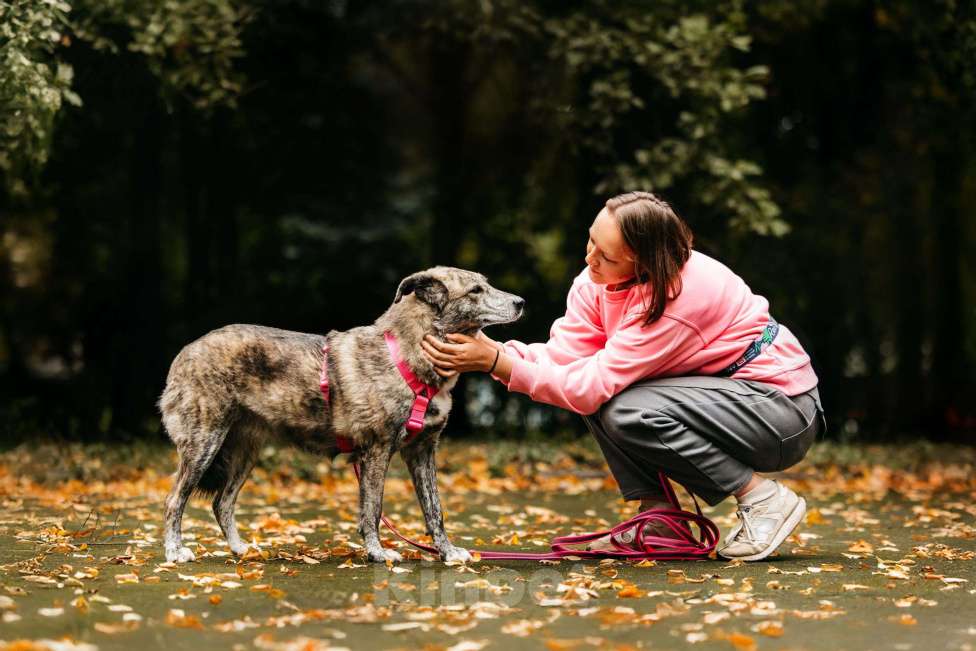 Собаки в Москве: Уникальная Верба в поисках дома Девочка, Бесплатно - фото 4