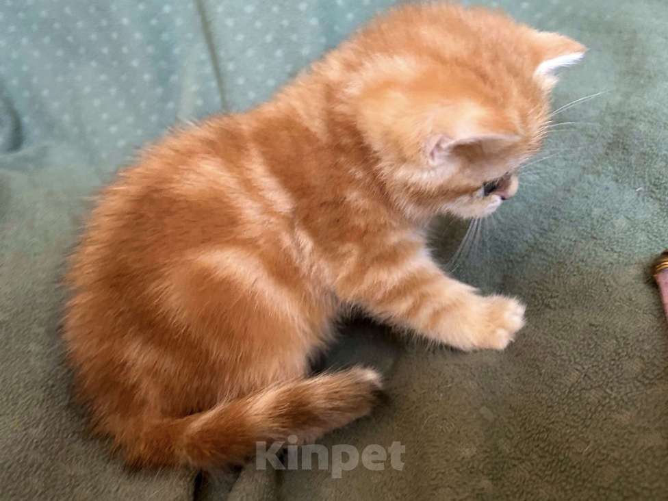 Кошки в Москве: Золотая мраморная шиншилла Девочка, 80 000 руб. - фото 2