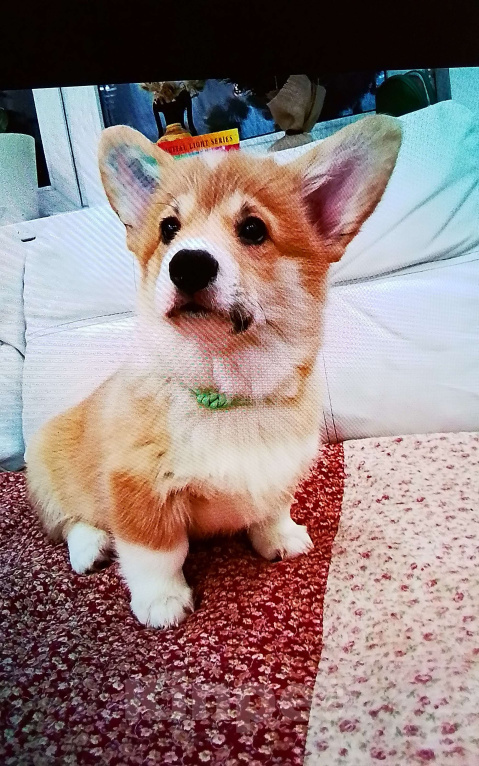 Собаки в Санкт-Петербурге: ТЕРРА КАУРИ МИСТЕР  МАКИНТОШ  Мальчик, 70 000 руб. - фото 3