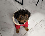Собаки в Краснодаре: Продам милого щенка мальчик Мальтипу Мальчик, 25 000 руб. - фото 1