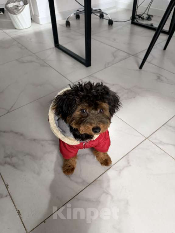 Собаки в Краснодаре: Продам милого щенка мальчик Мальтипу Мальчик, 25 000 руб. - фото 1