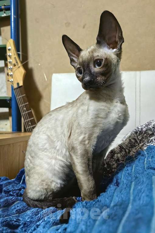 Кошки в Санкт-Петербурге: Baltazar Мальчик, 40 000 руб. - фото 2