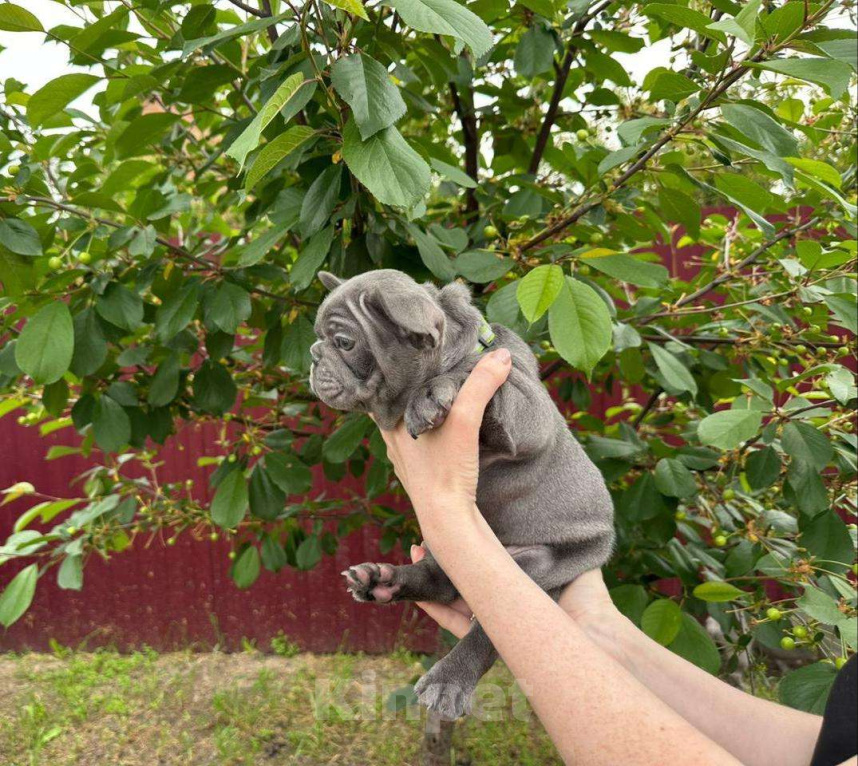 Собаки в Ростове-на-Дону: Замечательный мальчик  ждет своих родителей! Мальчик, 105 000 руб. - фото 2
