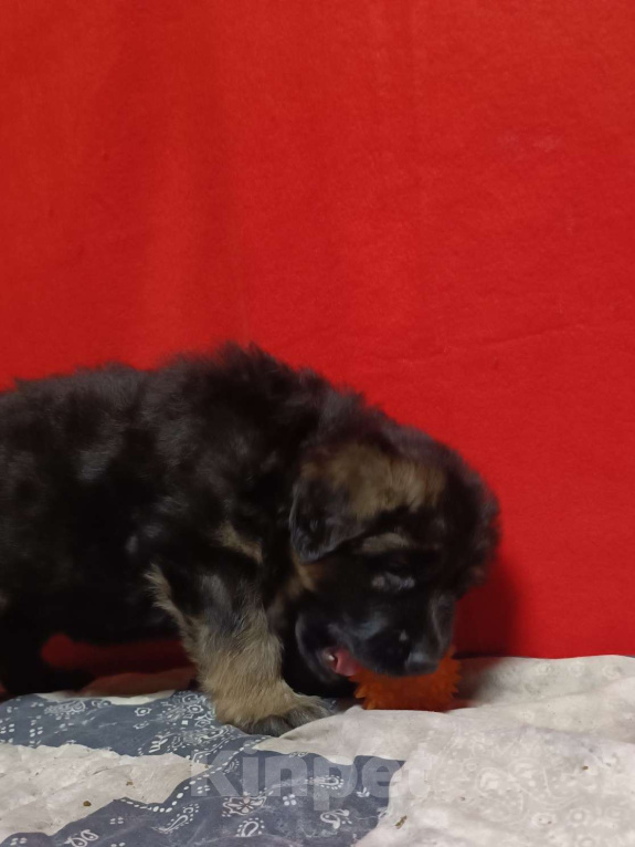 Собаки в Ангарске: Щенки длинношёрстной немецкой овчарки  Мальчик, 50 000 руб. - фото 4