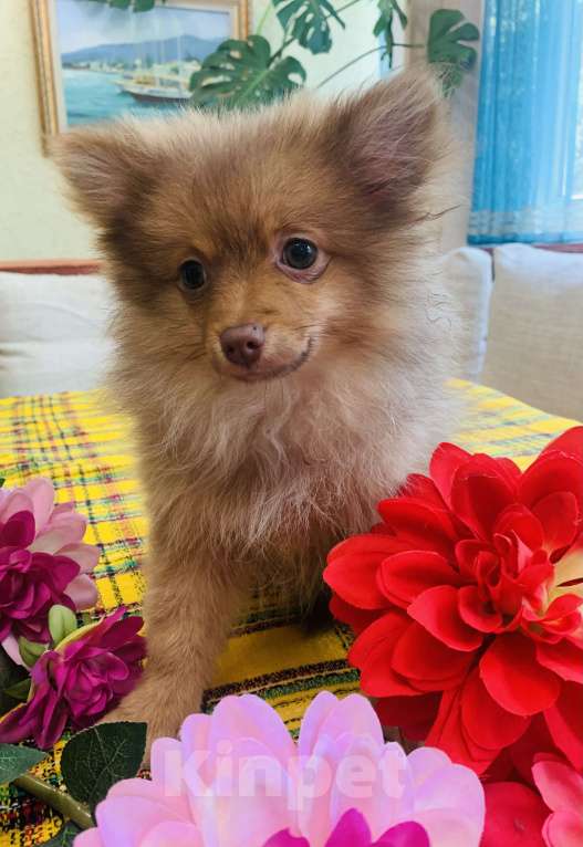 Собаки в Алупке: Щенок немецкого шпица Девочка, 20 000 руб. - фото 3