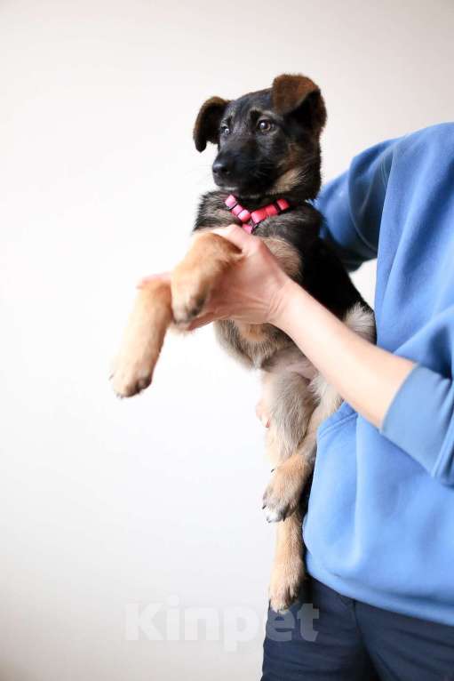 Собаки в Красногорске: Маленькая Николь 3,5 месяца в ищет дом  Девочка, Бесплатно - фото 5