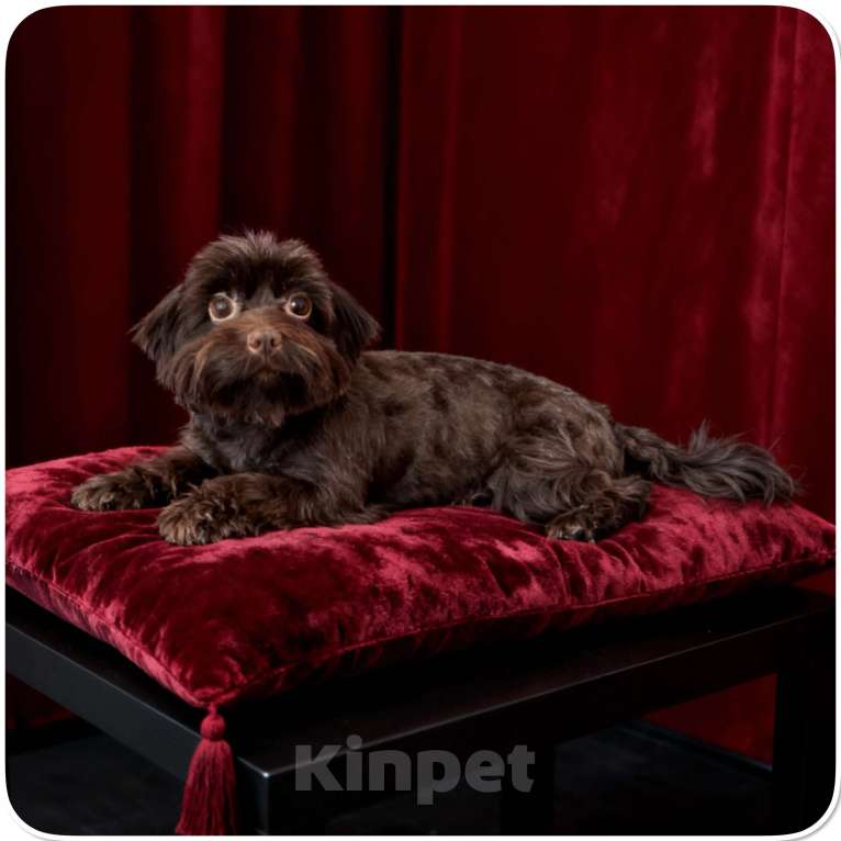 Собаки в Москве: Йорк горький шоколад взрослая девочка стандарт Девочка, 45 000 руб. - фото 4