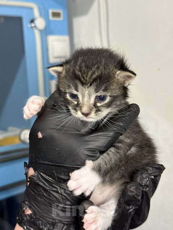 Кошки в Санкт-Петербурге: Котята-котики под бронь!! Мальчик, Бесплатно - фото 6