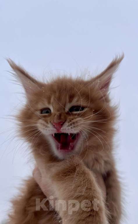 Кошки в Ярославле: Кот Мальчик, Бесплатно - фото 1