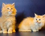 Кошки в Уфе: Котёнок Мейн-кун  Мальчик, 50 000 руб. - фото 7