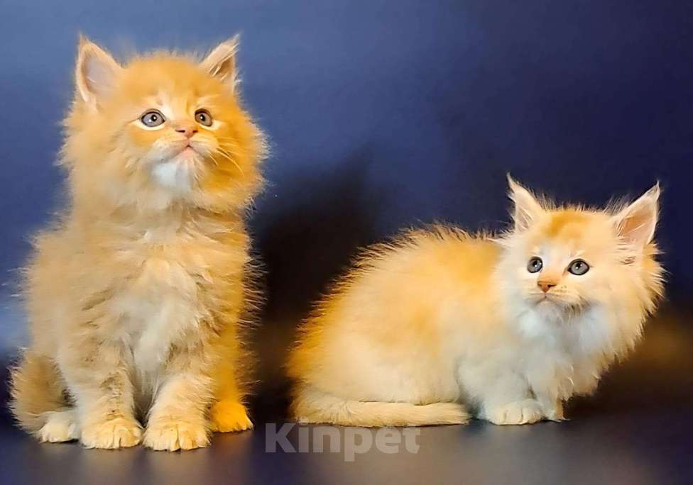 Кошки в Уфе: Котёнок Мейн-кун  Мальчик, 50 000 руб. - фото 7