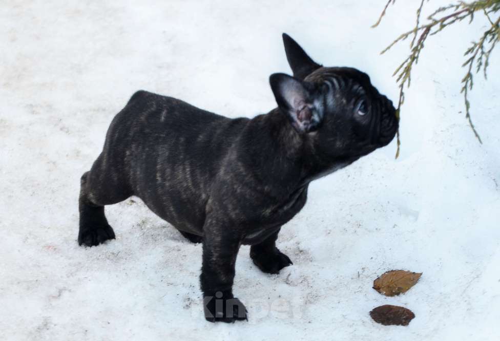 Собаки в Старом Купавне: Славный парнишка Мальчик, 50 000 руб. - фото 4