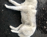 Собаки в Бронницах: Добрый пёс хаски ищет дом!!!  Мальчик, Бесплатно - фото 6