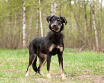 Собаки в Ногинске: Феня - лопоухое чадо в поисках семьи Девочка, Бесплатно - фото 1